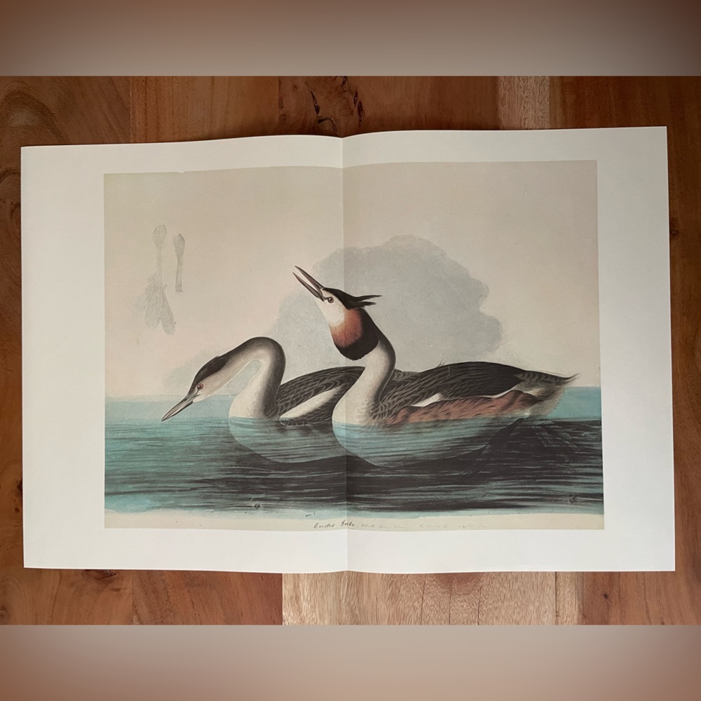 Vintage Audubon Bird Illustration Bookplate Book Page Print Perfect for framing